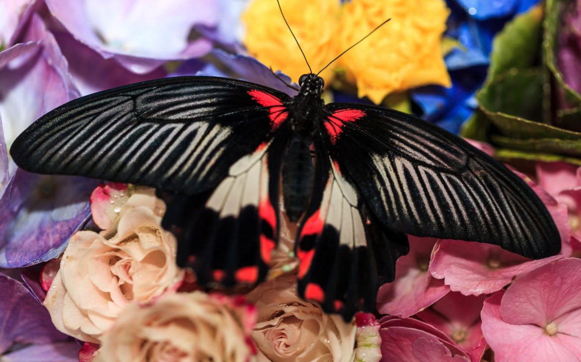 Dubai-Miracle-Garden_Dubai-Butterflay-Garden_giardino-dettaglio-farfalla